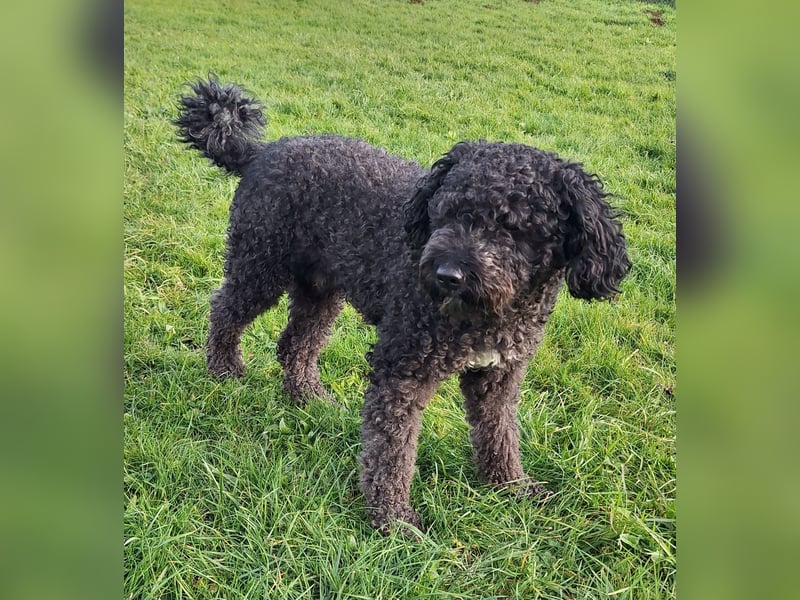Deckrüde, Spanischer Wasserhund - Perro de Agua Español