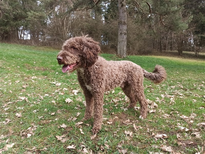 Deckrüde, Spanischer Wasserhund - Perro de Agua Español