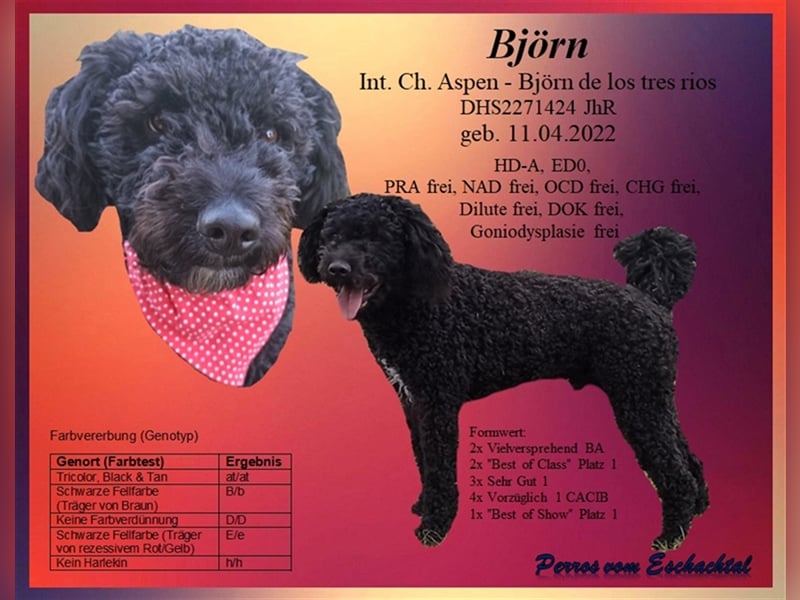 Deckrüde, Spanischer Wasserhund - Perro de Agua Español