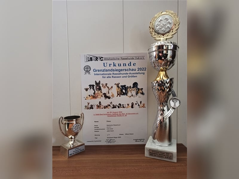 Deckrüde, Spanischer Wasserhund - Perro de Agua Español