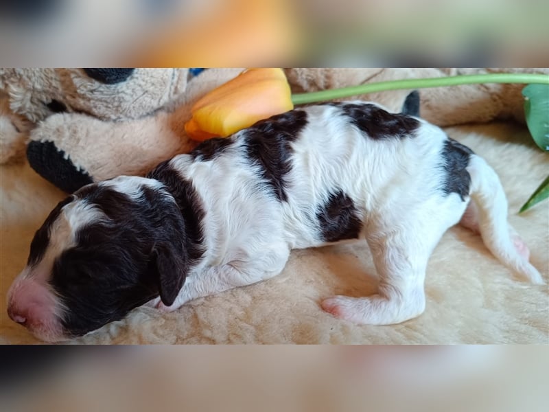 Deckrüde, Spanischer Wasserhund - Perro de Agua Español