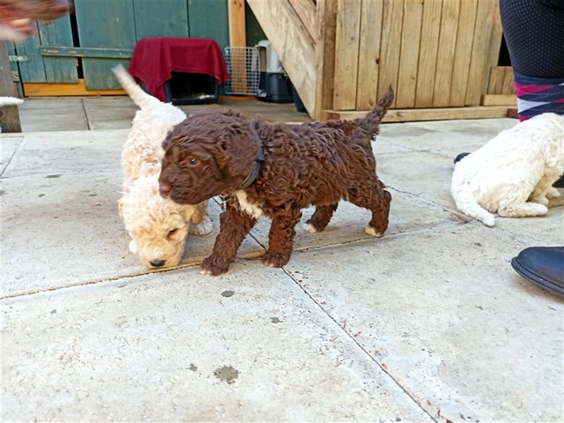 Deckrüde, Spanischer Wasserhund - Perro de Agua Español