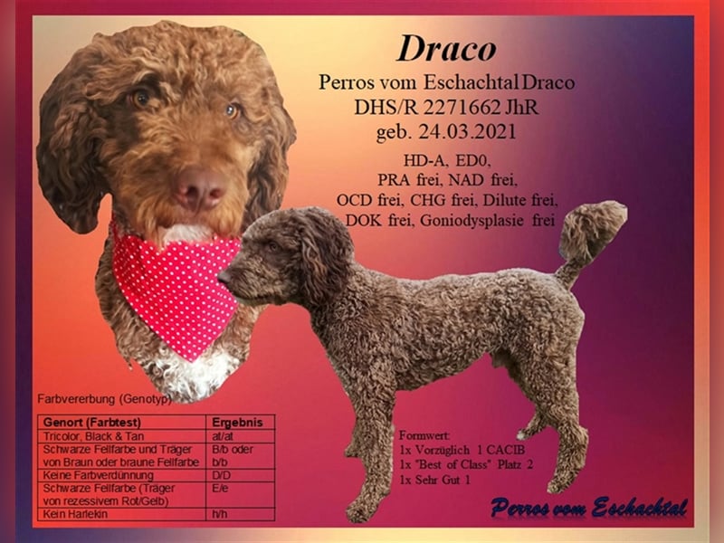 Deckrüde, Spanischer Wasserhund - Perro de Agua Español