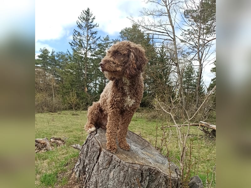 Deckrüde, Spanischer Wasserhund - Perro de Agua Español