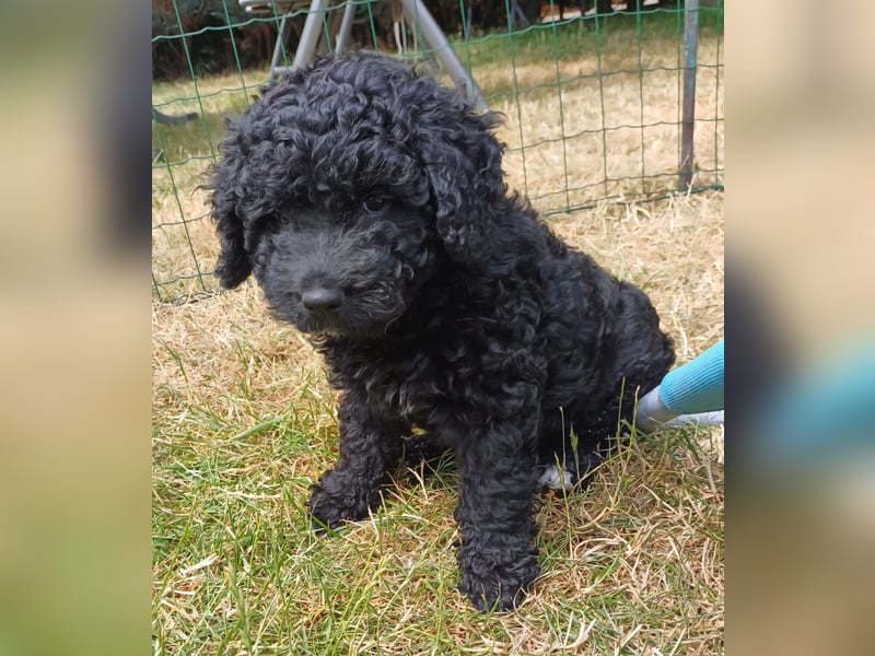 Deckrüde, Spanischer Wasserhund - Perro de Agua Español