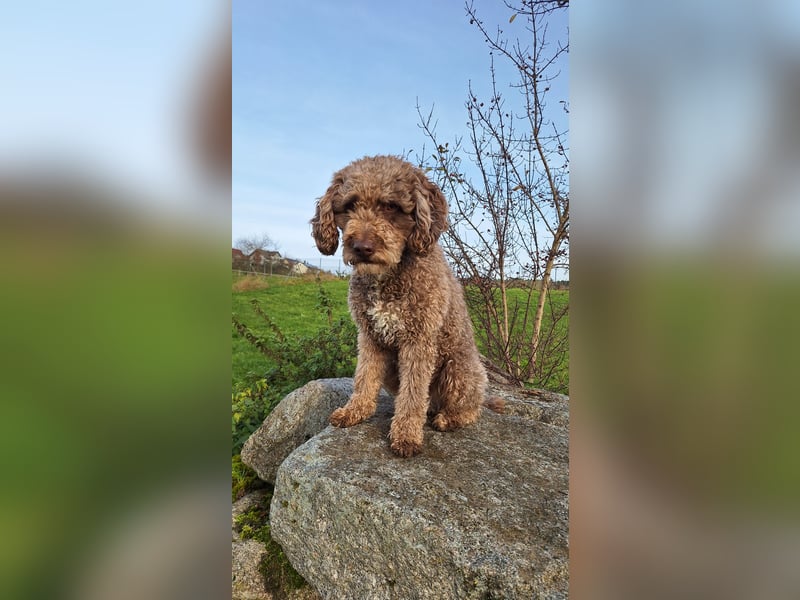 Deckrüde, Spanischer Wasserhund - Perro de Agua Español