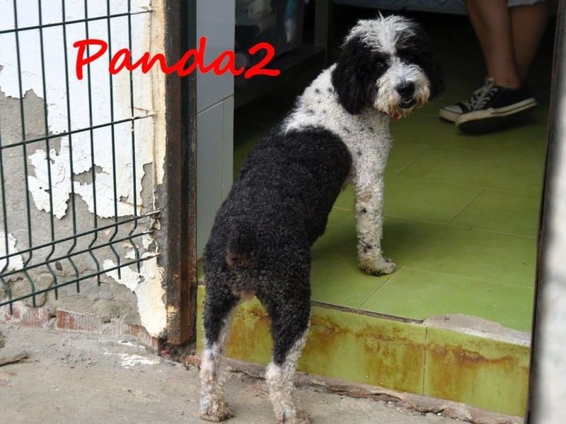 Panda2 geb. 08/2023 (ESP) -  liebevolle und sehr soziale Spanische Wasserhündin!