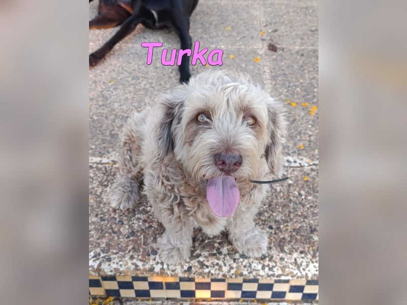 Turka geb. 03/2022 (ESP) - wunderschöne, verschmuste Wasserhündin sucht Rassekenner!