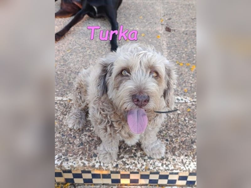 Turka geb. 03/2022 (ESP) - wunderschöne, verschmuste Wasserhündin sucht Rassekenner!