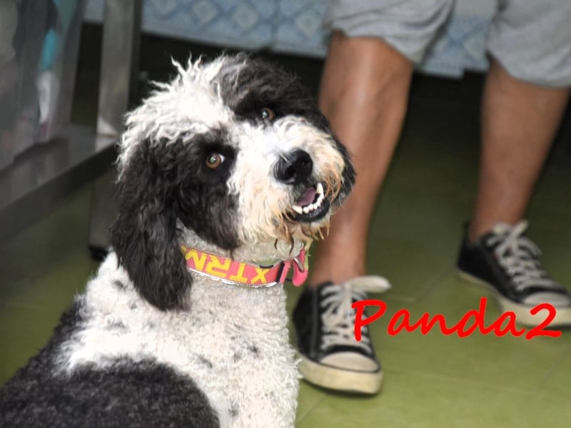 Panda2 geb. 08/2023 (ESP) -  liebevolle und sehr soziale Spanische Wasserhündin!