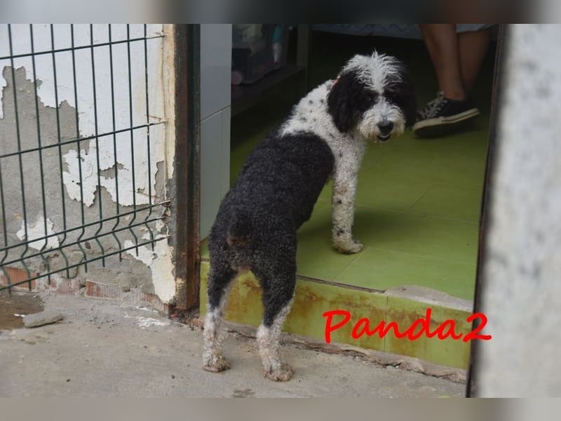 Panda2 geb. 08/2023 (ESP) -  liebevolle und sehr soziale Spanische Wasserhündin!