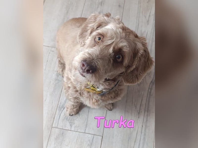 Turka geb. 03/2022 (ESP) - wunderschöne, verschmuste Wasserhündin sucht Rassekenner!