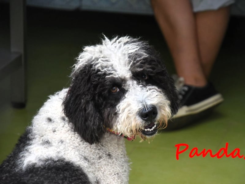 Panda2 geb. 08/2023 (ESP) -  liebevolle und sehr soziale Spanische Wasserhündin!