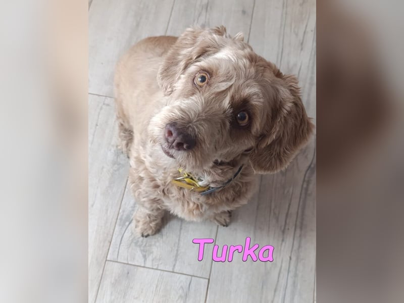 Turka geb. 03/2022 (ESP) - wunderschöne, verschmuste Wasserhündin sucht Rassekenner!