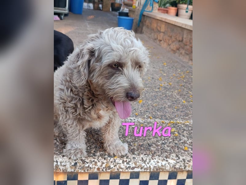 Turka geb. 03/2022 (ESP) - wunderschöne, verschmuste Wasserhündin sucht Rassekenner!