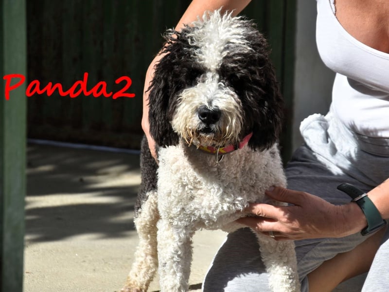 Panda2 geb. 08/2023 (ESP) -  liebevolle und sehr soziale Spanische Wasserhündin!