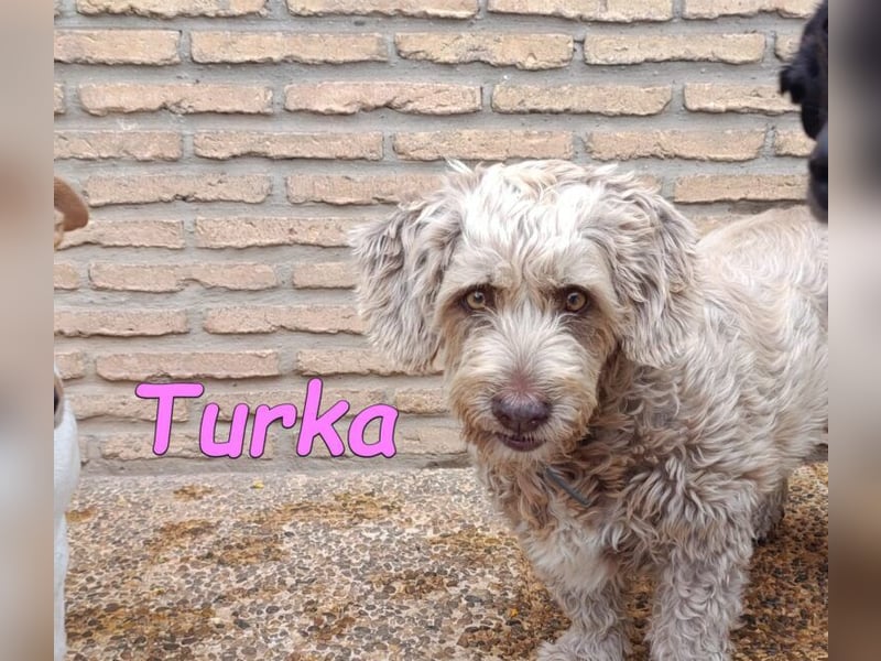 Turka geb. 03/2022 (ESP) - wunderschöne, verschmuste Wasserhündin sucht Rassekenner!