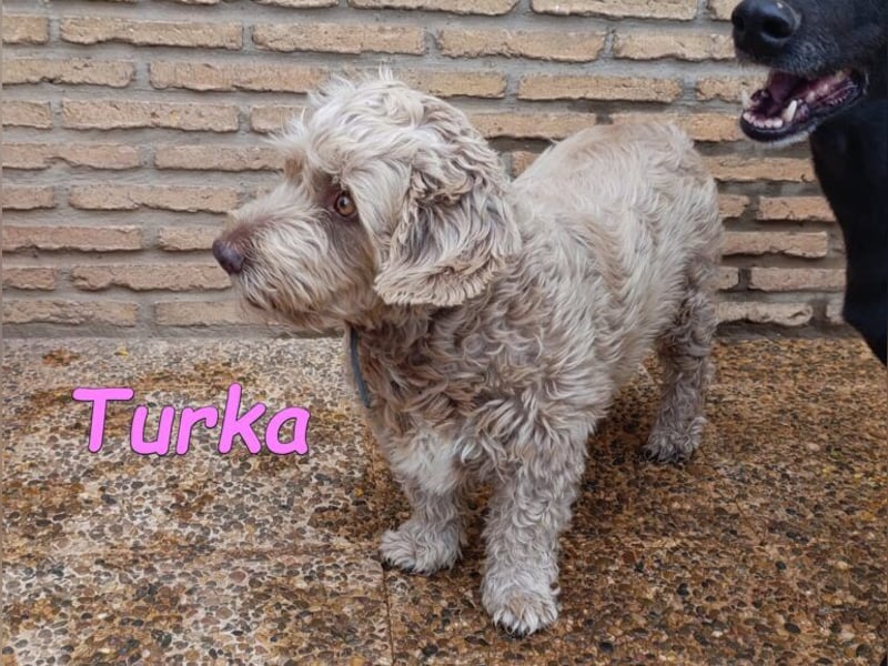 Turka geb. 03/2022 (ESP) - wunderschöne, verschmuste Wasserhündin sucht Rassekenner!