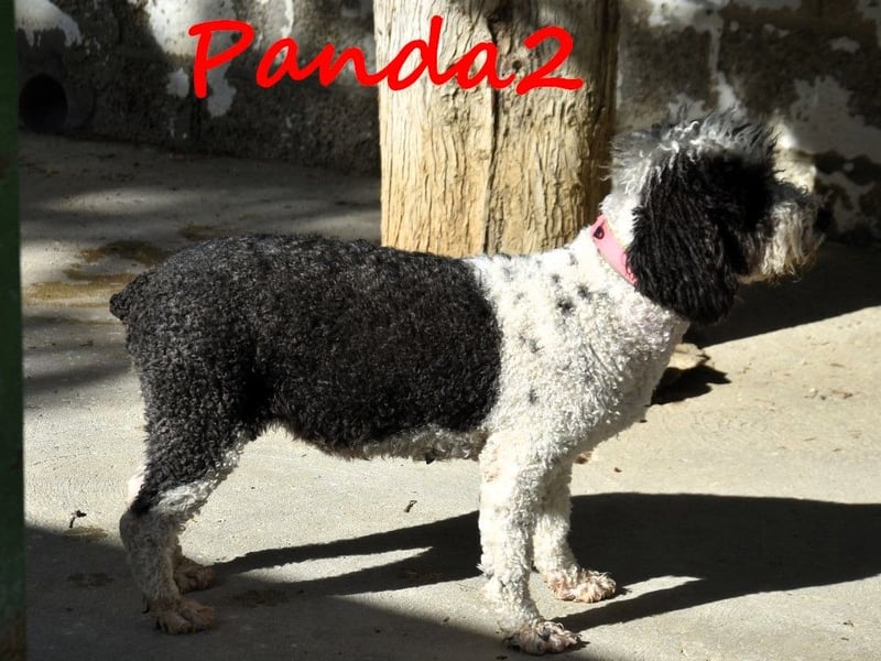 Panda2 geb. 08/2023 (ESP) -  liebevolle und sehr soziale Spanische Wasserhündin!