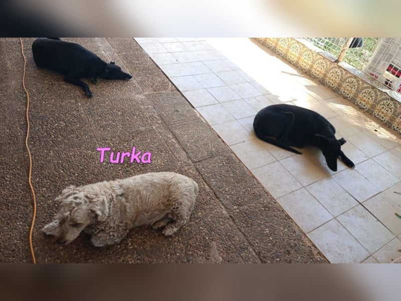 Turka geb. 03/2022 (ESP) - wunderschöne, verschmuste Wasserhündin sucht Rassekenner!