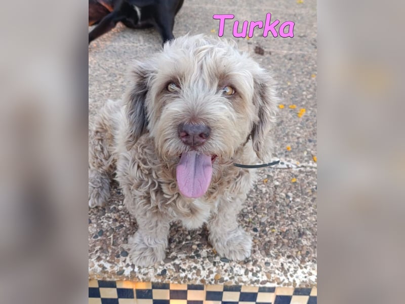 Turka geb. 03/2022 (ESP) - wunderschöne, verschmuste Wasserhündin sucht Rassekenner!