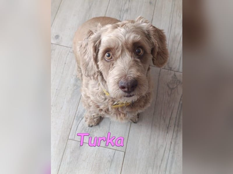 Turka geb. 03/2022 (ESP) - wunderschöne, verschmuste Wasserhündin sucht Rassekenner!