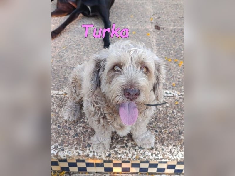 Turka geb. 03/2022 (ESP) - wunderschöne, verschmuste Wasserhündin sucht Rassekenner!