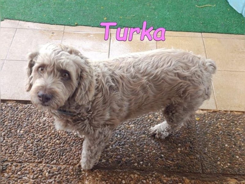 Turka geb. 03/2022 (ESP) - wunderschöne, verschmuste Wasserhündin sucht Rassekenner!