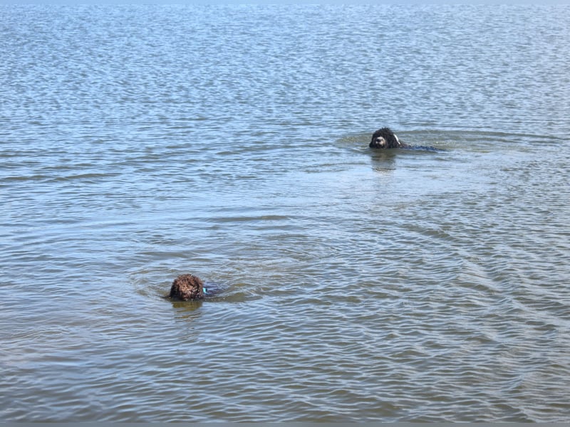 Spanischer Wasserhund - 2 schöne Welpen !