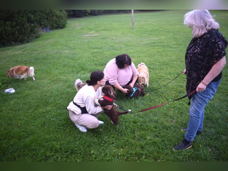 Spanischer Wasserhund - 2 schöne Welpen !