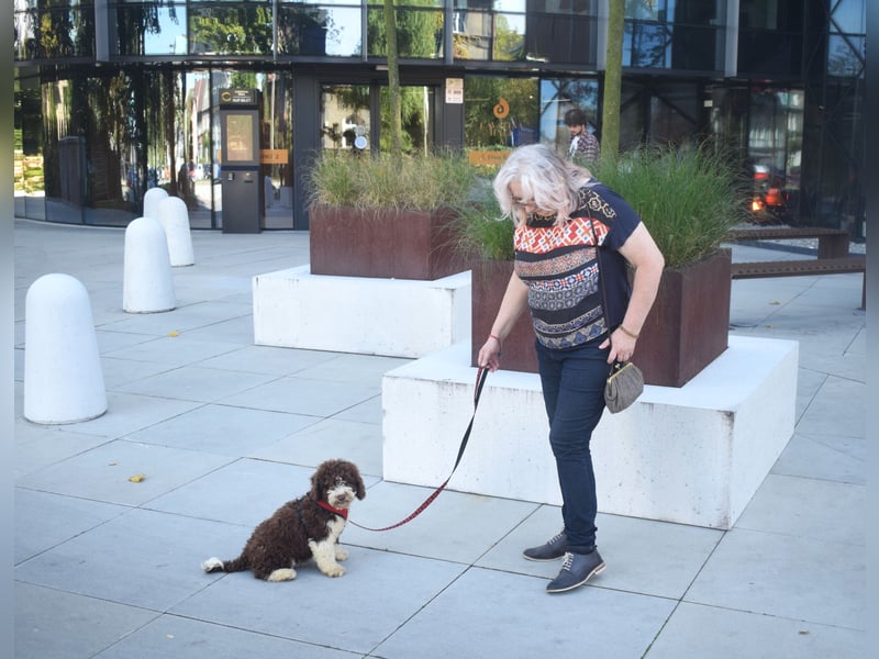 Spanischer Wasserhund - 2 schöne Welpen !