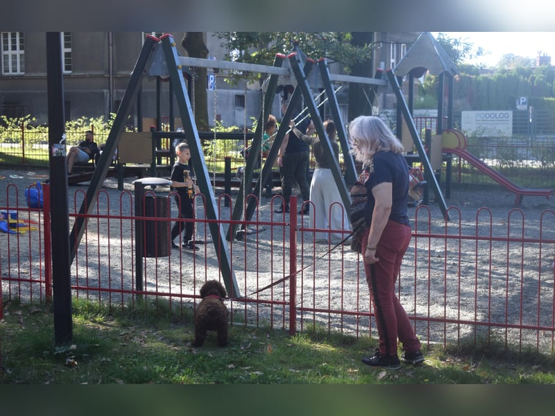 Spanischer Wasserhund - 2 schöne Welpen !