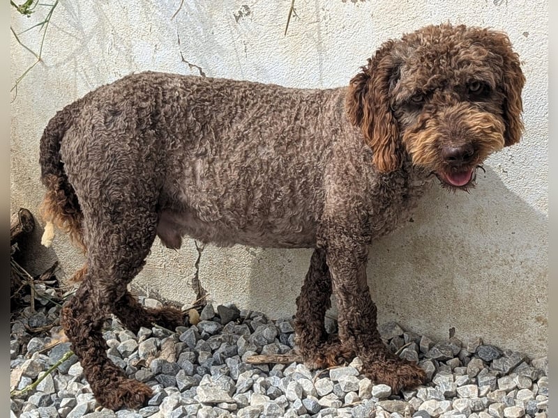 Edler KASHMIR sucht sein Körbchen