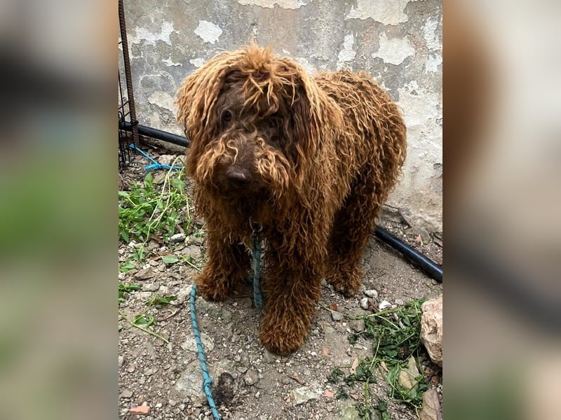 Kenzo sucht echte Kenner