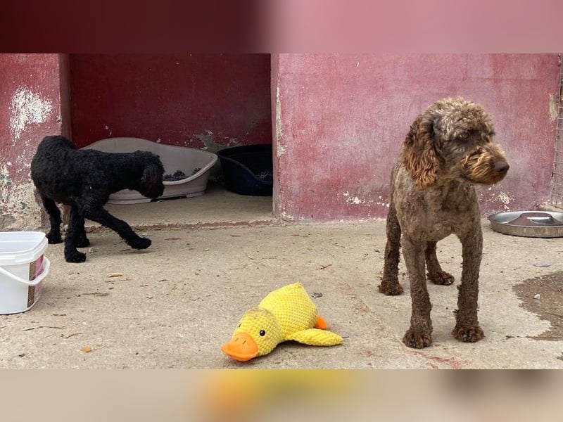 Edler KASHMIR sucht sein Körbchen