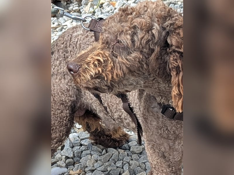 Traumtyp KEANU sucht seine Menschen