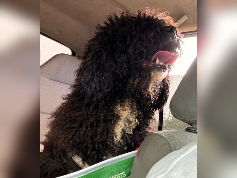 Sanftmütige VENUS sucht liebevolles Zuhause!