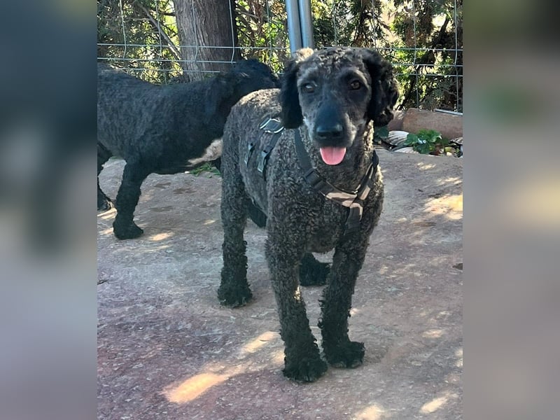 KRÜMEL sucht Rassekenner mit Herz