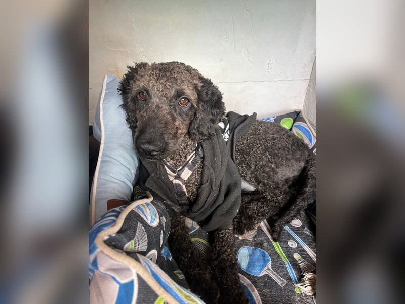 KRÜMEL sucht Rassekenner mit Herz