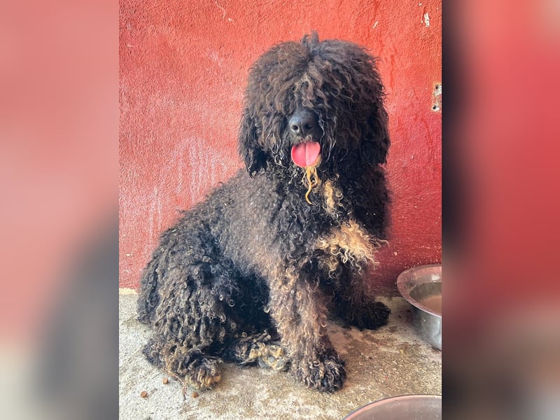 Sanftmütige VENUS sucht liebevolles Zuhause!