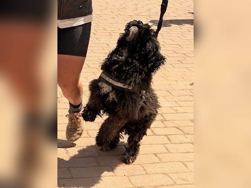 Sanftmütige VENUS sucht liebevolles Zuhause!