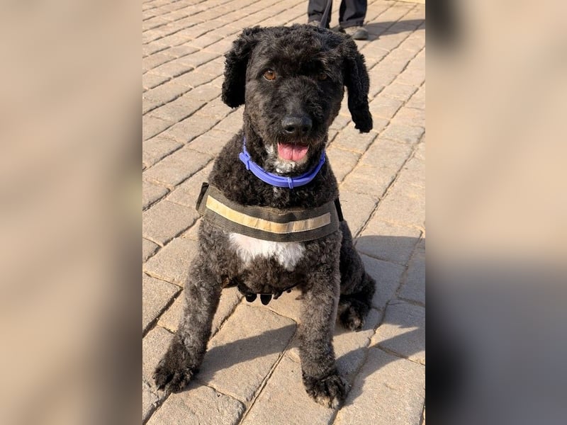 Sanftmütige VENUS sucht liebevolles Zuhause!