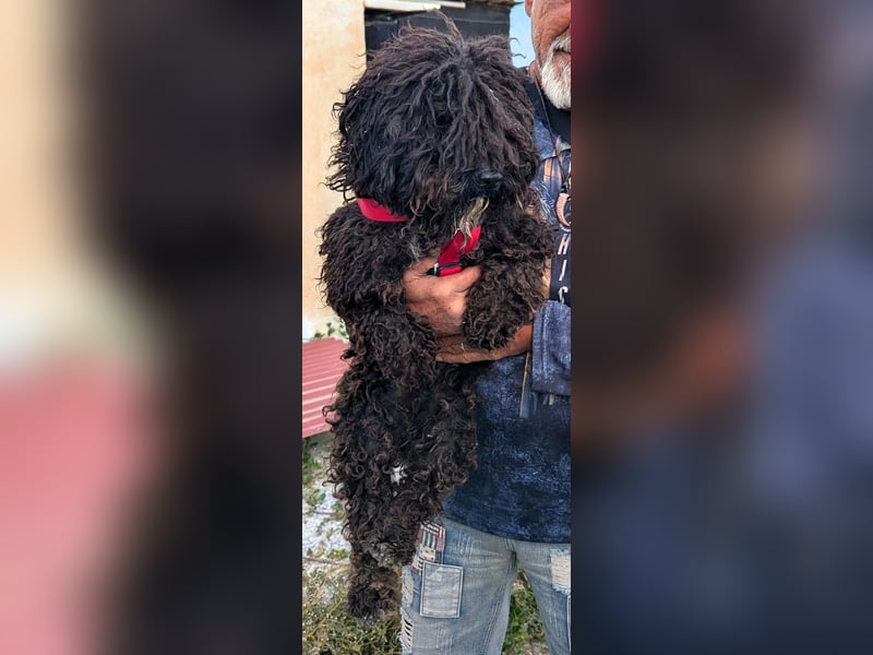 KRÜMEL sucht Rassekenner mit Herz