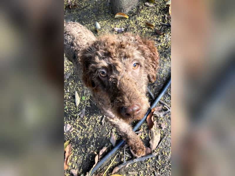 Kenzo sucht echte Kenner