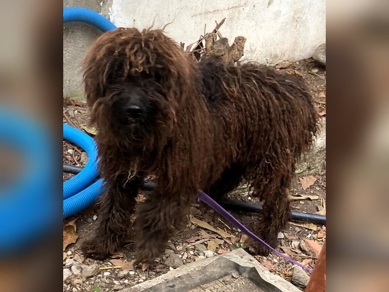 Kasper sucht erfahrene Menschen