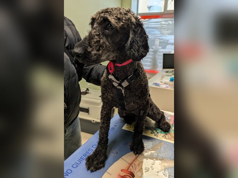 KRÜMEL sucht Rassekenner mit Herz