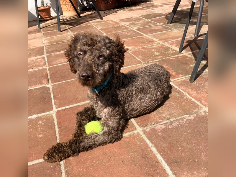 Kenzo sucht echte Kenner