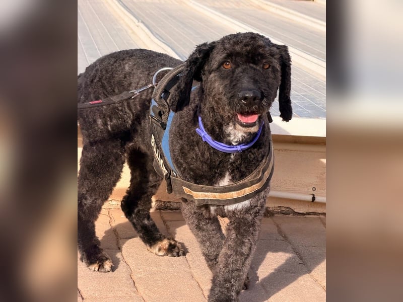 Sanftmütige VENUS sucht liebevolles Zuhause!