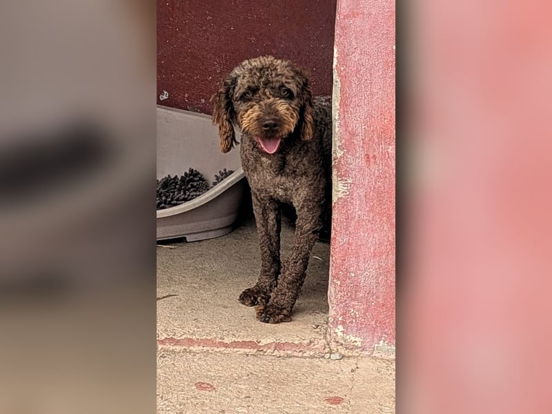 Traumtyp KEANU sucht seine Menschen