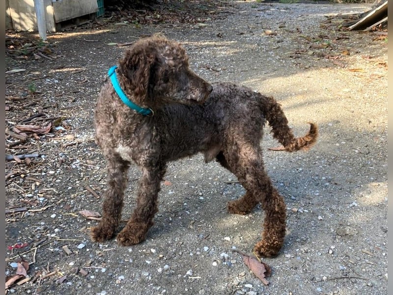 Kenzo sucht echte Kenner